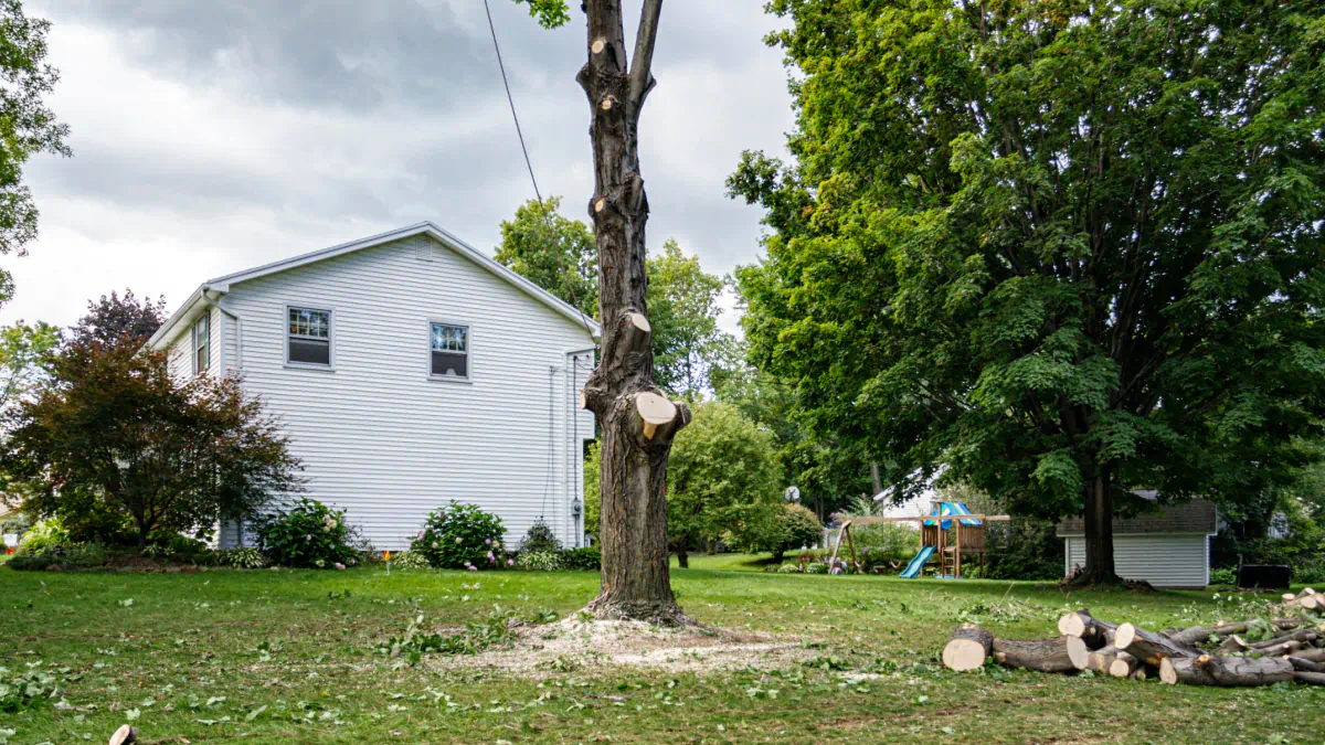 blog backyard emergency tree removal work