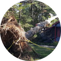 Icon emergency tree service (1)