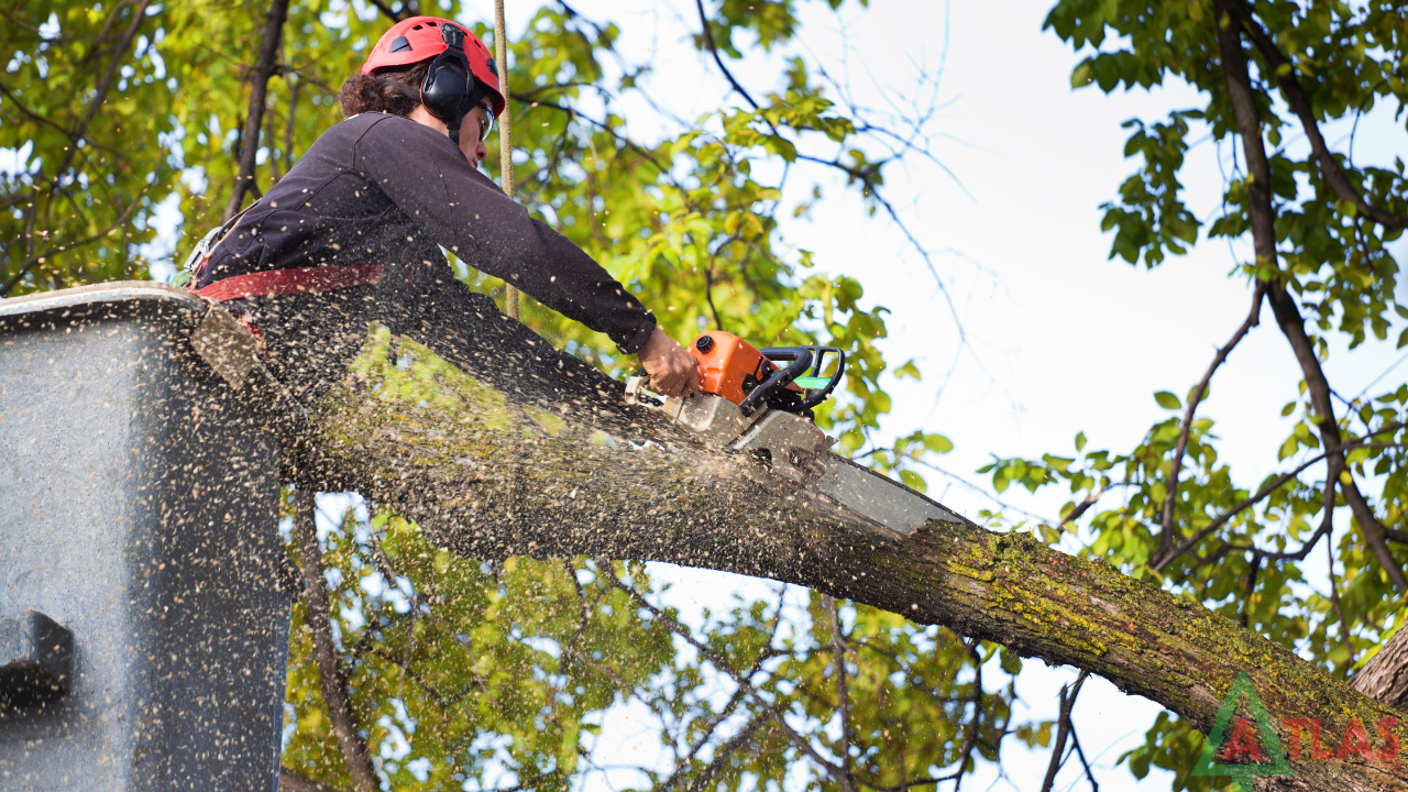 how to hire a tree removal service