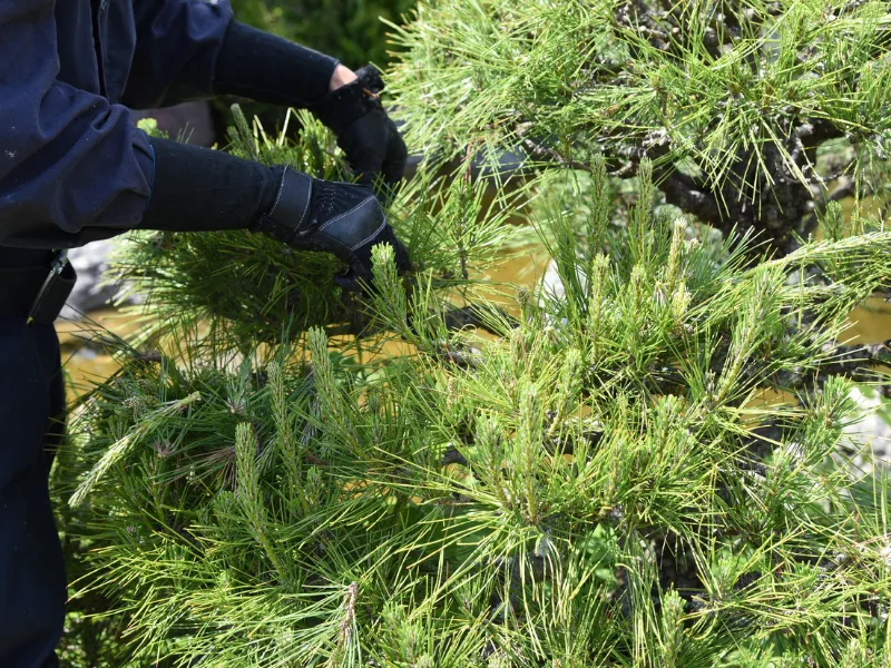 Tree Trimming JWB Services Willow Spring, North Carolina