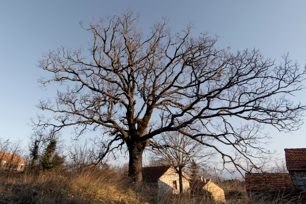 Dead Tree